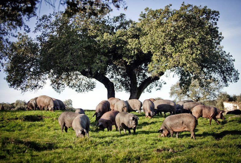 veta59 dehesa cerdos 3 veta59 dehesa cerdos 3